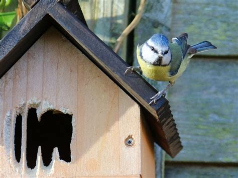 Comment Attirer Les Oiseaux Dans Votre Jardin